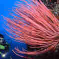 Coral Reef - Ondina