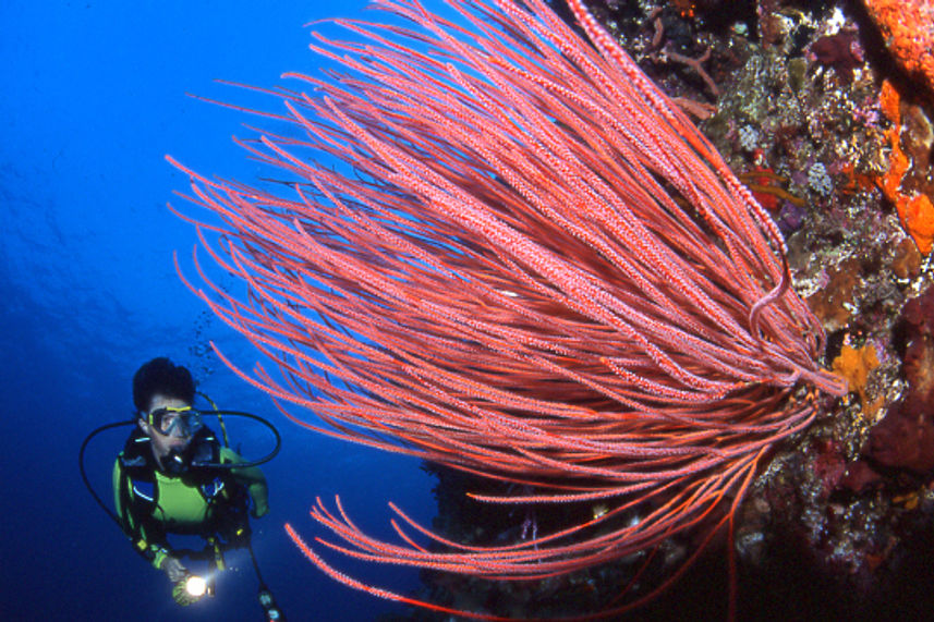 Stunning corals in Komodo