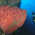 Marine Life - Ondina