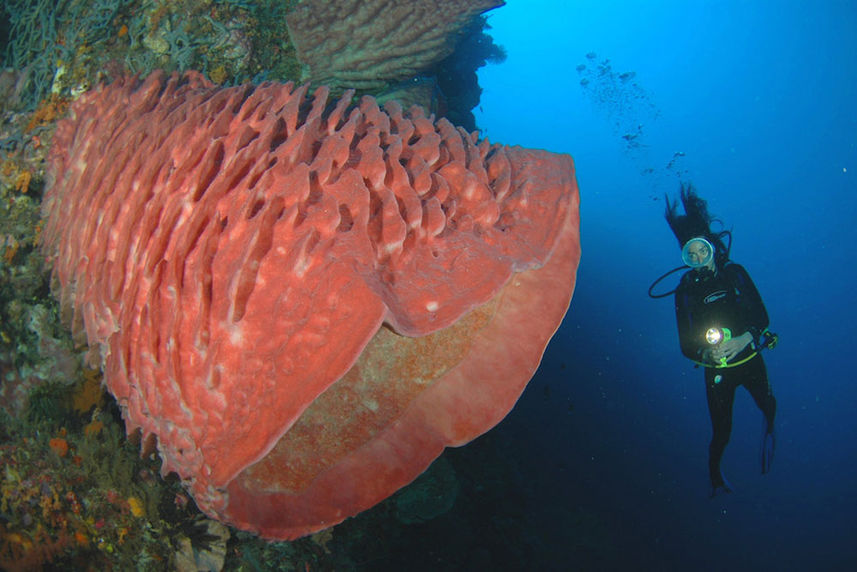 Vida Marinha - Ondina