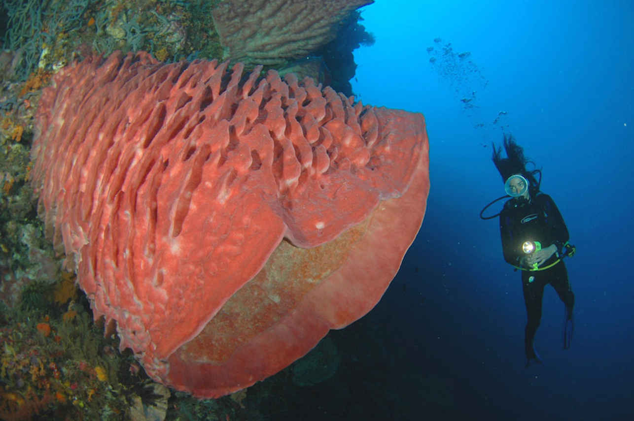 Marine Life - Ondina