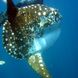 Mola Mola encounters in Indonesia