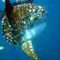 Mola Mola Encounters 