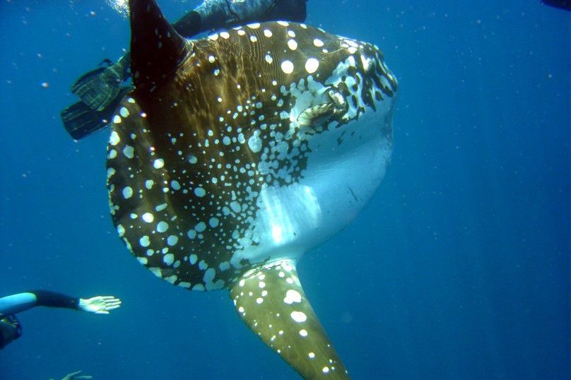 Mola Mola encounters in Indonesia