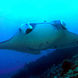 Dive with Manta Rays in Komodo National Park