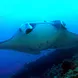 Manta Ray - Ondina