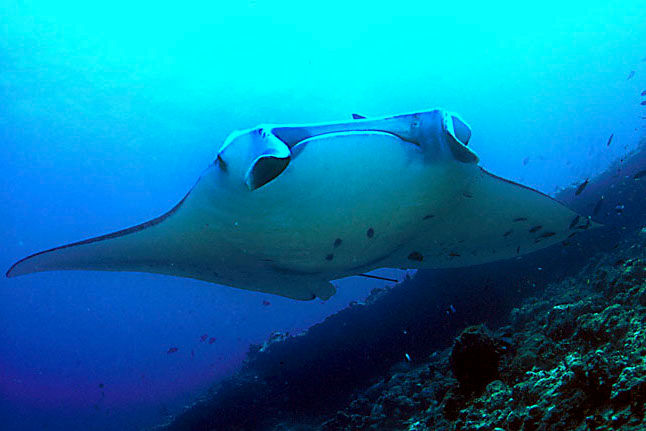 Dive with Manta Rays in Komodo National Park