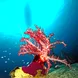 Colourful corals - Micronesia