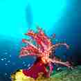 Colourful corals - Micronesia