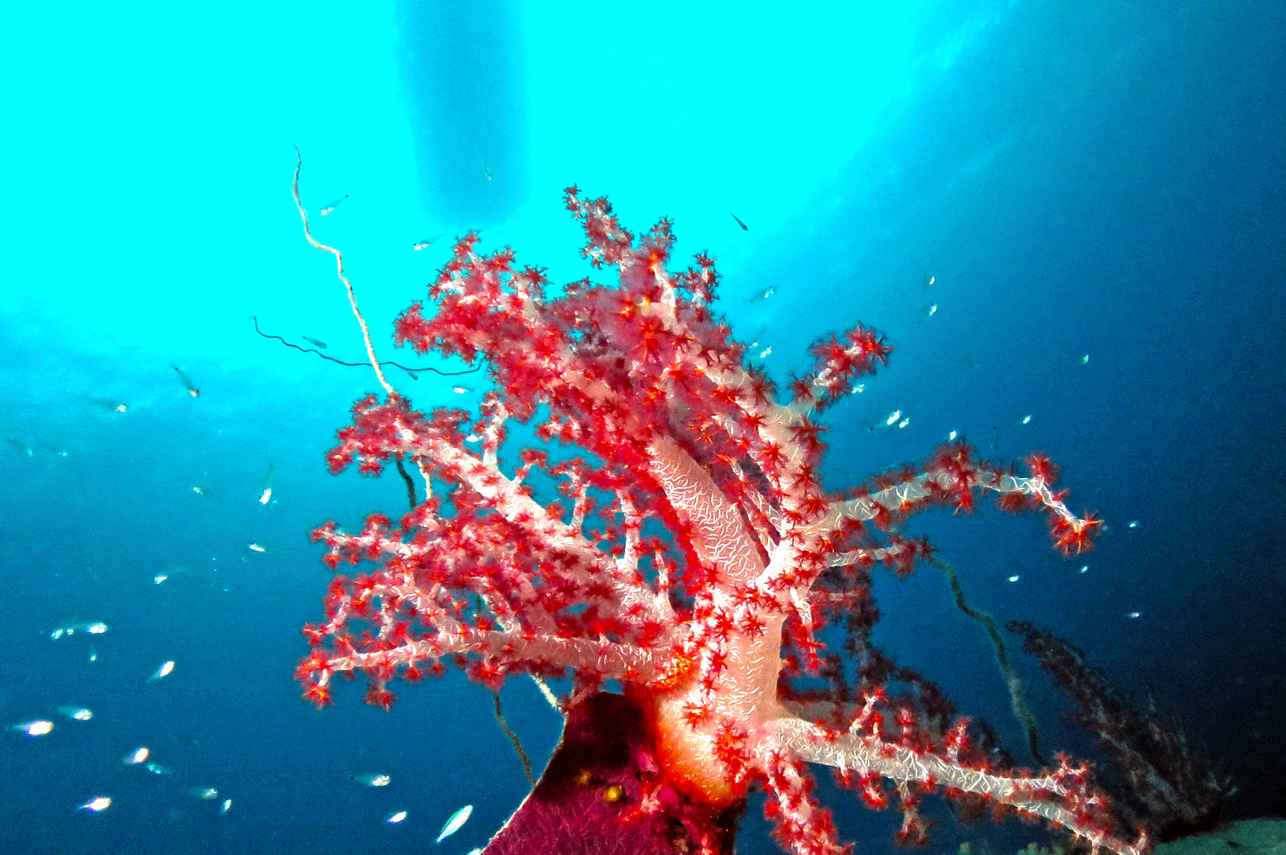 Colourful corals - Micronesia