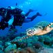 Hawksbill Turtle Micronesia