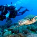 Hawksbill Turtle Micronesia