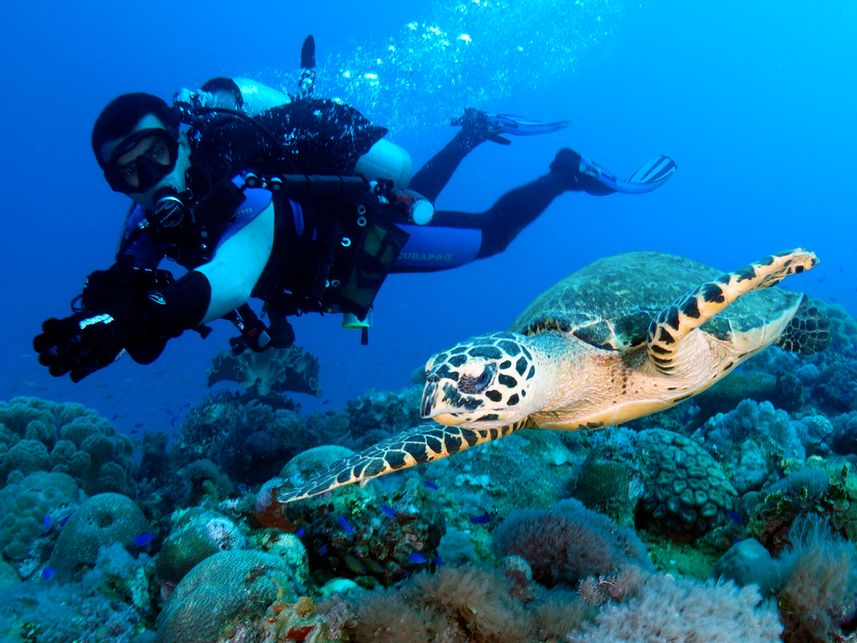 Hawksbill Turtle Micronesia