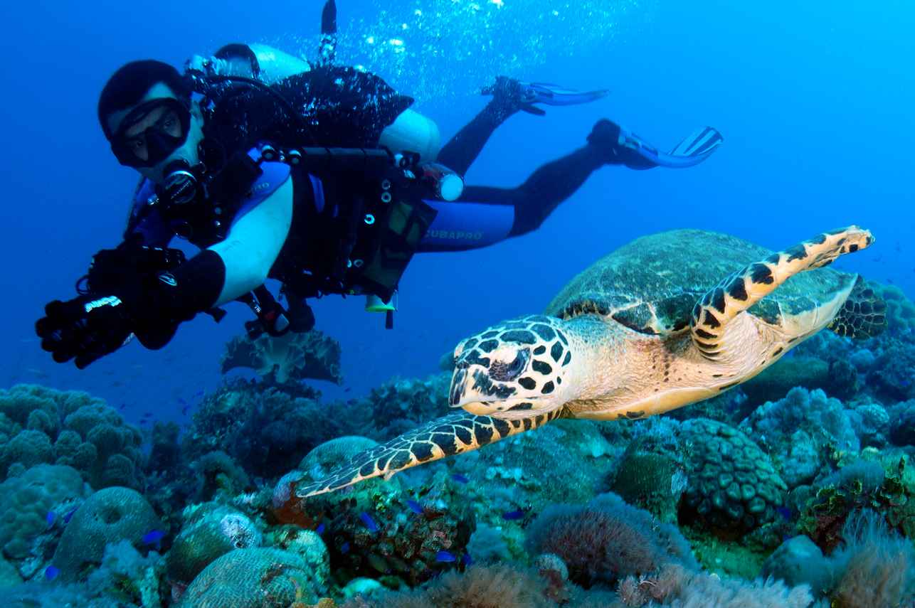 Hawksbill Turtle Micronesia
