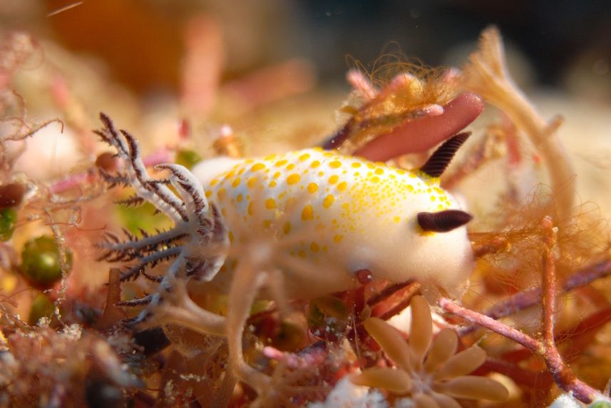 Cool critters in Raja Ampat