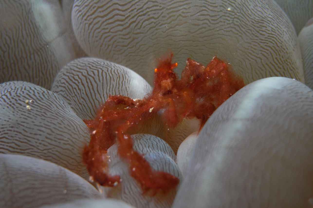 Orangutan Crab - Raja Ampat