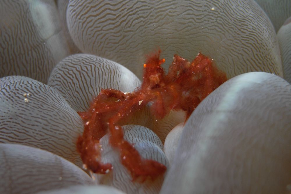 Orangutan Crab - Raja Ampat