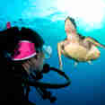 Diving