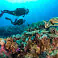 Diving