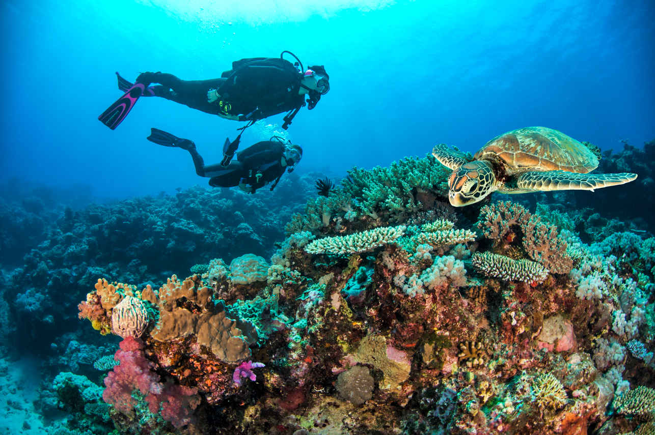 Diving