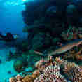 Diving