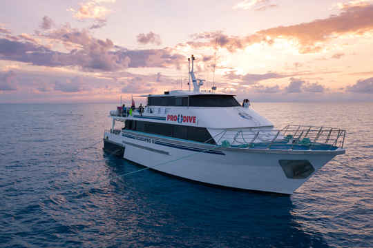 Pro Dive Cairns