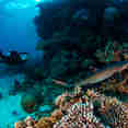 #diving