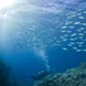 Schooling fish, GBR - ScubaPro II Liveaboard