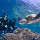 Turtle cruising by in the Great Barrier Reef - ScubaPro II