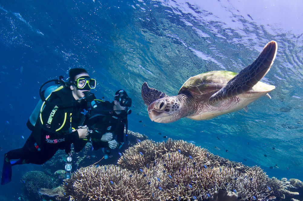 Turtle cruising by in the Great Barrier Reef - ScubaPro II