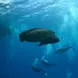 Napoleon Wrasse, GBR, Australia - ScubaPro II