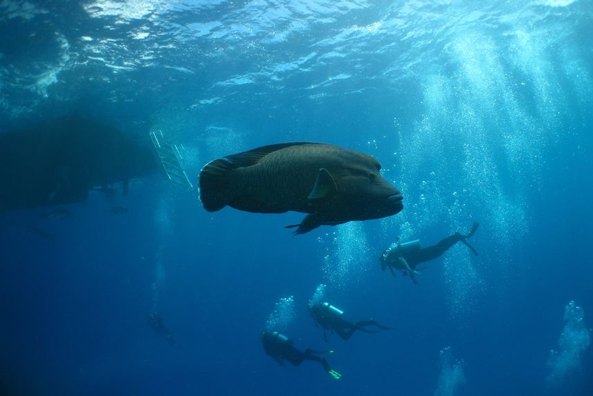 Napoleon Wrasse, GBR, Australia - ScubaPro II