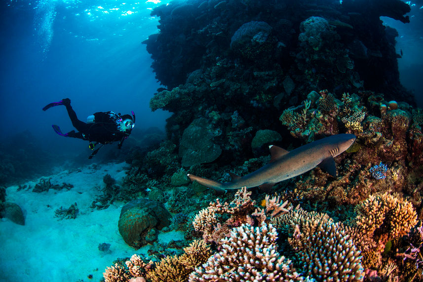 Great marine diversity - ScubaPro III liveaboard, Australia