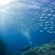 Schooling fish on the Great Barrier Reef