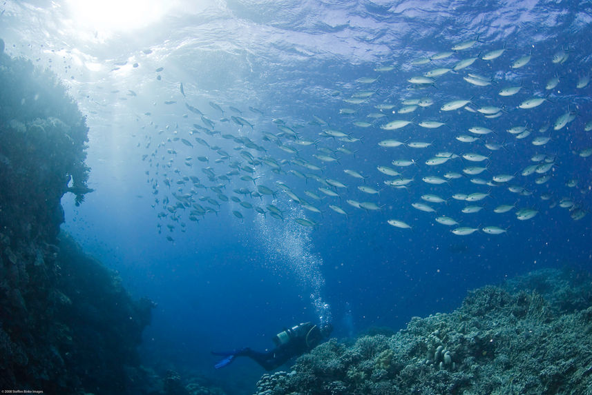 Schooling fish on the Great Barrier Reef