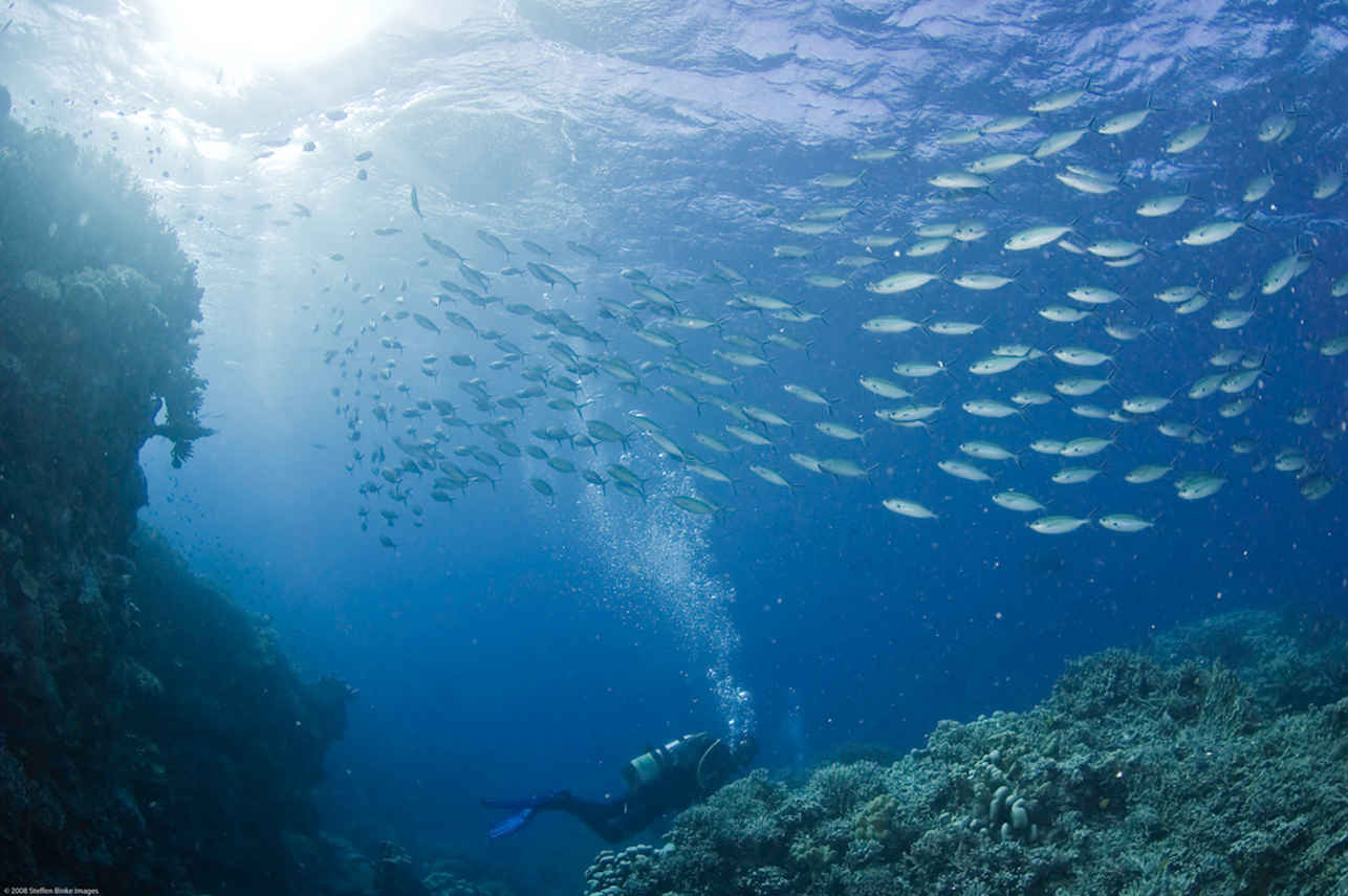 Schooling fish on the Great Barrier Reef