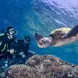 Turtle encounter on the Great Barrier Reef - ScubaPro III