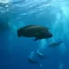 Napoleon Wrasse, GBR, Australia - ScubaPro III liveaboard