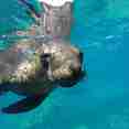 Sea Lion - Sea of Cortez