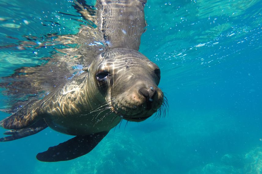 Sea Lion - Sea of Cortez