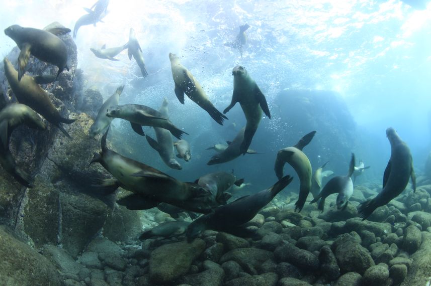 Sea Lion - Sea of Cortez