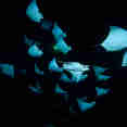 Night Mobula - Sea of Cortez