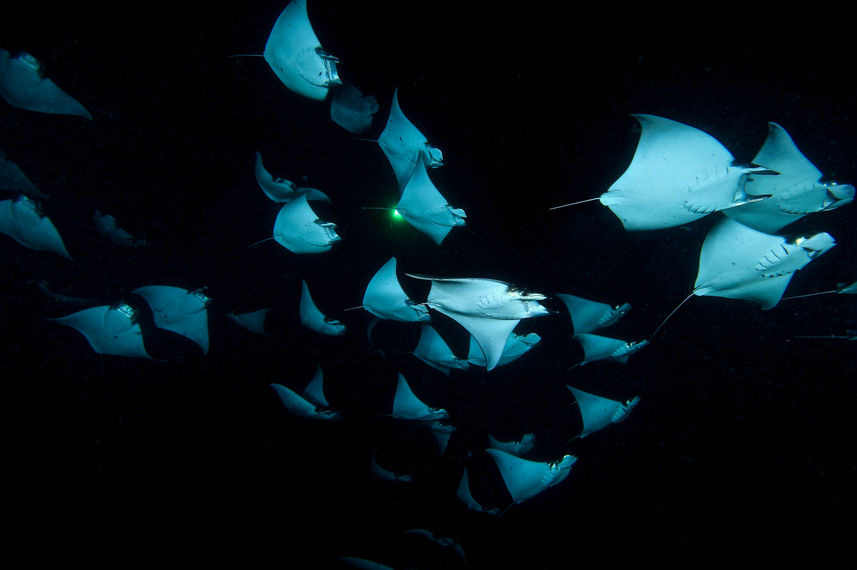 Night Mobula - Sea of Cortez