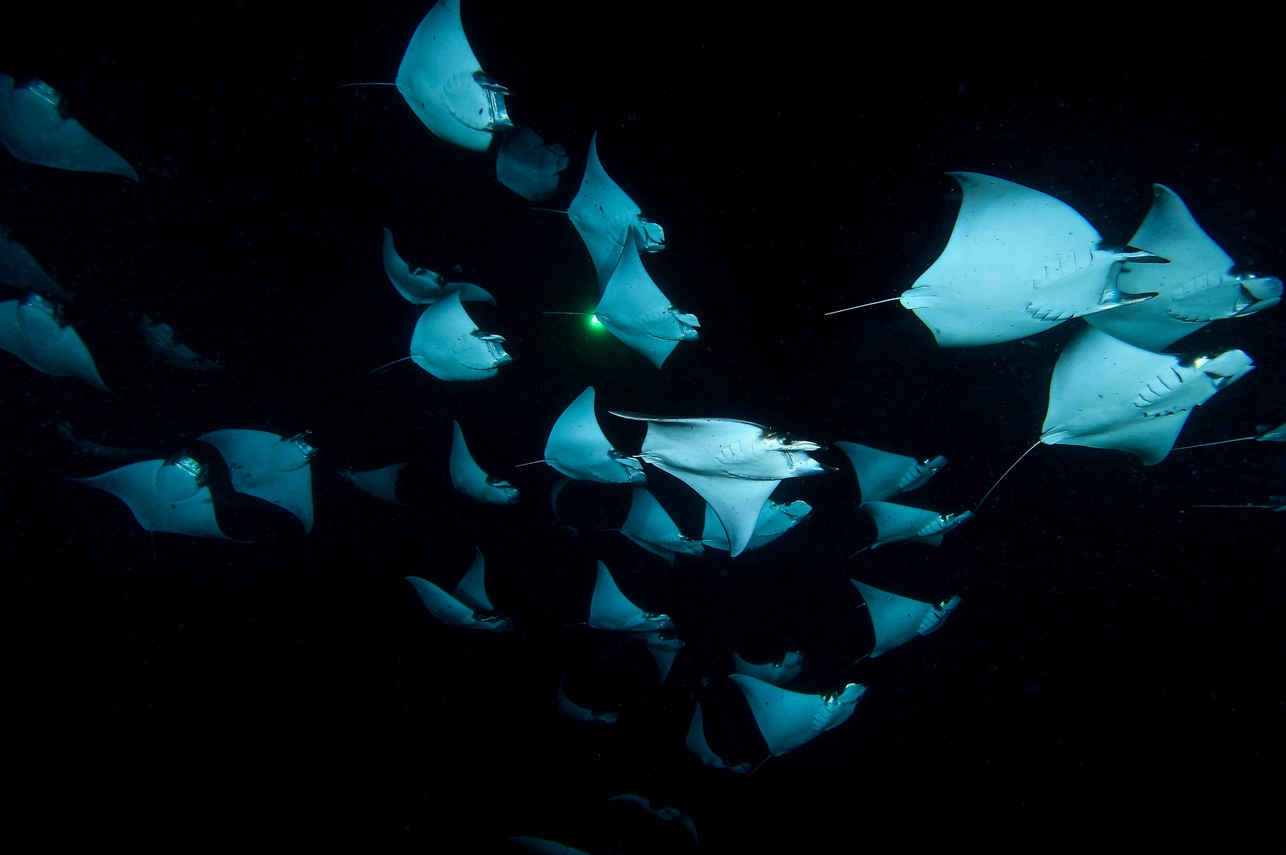 Night Mobula - Sea of Cortez