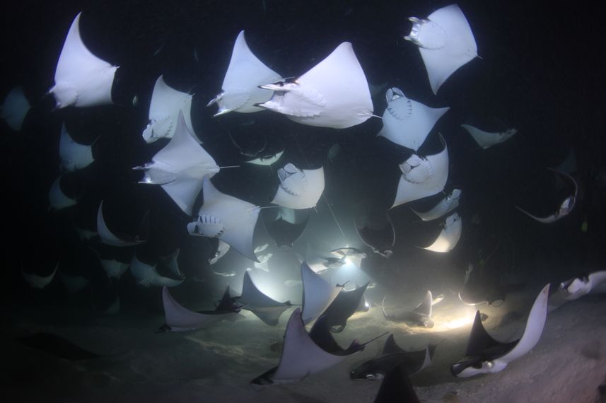 Night Mobula - Sea of Cortez