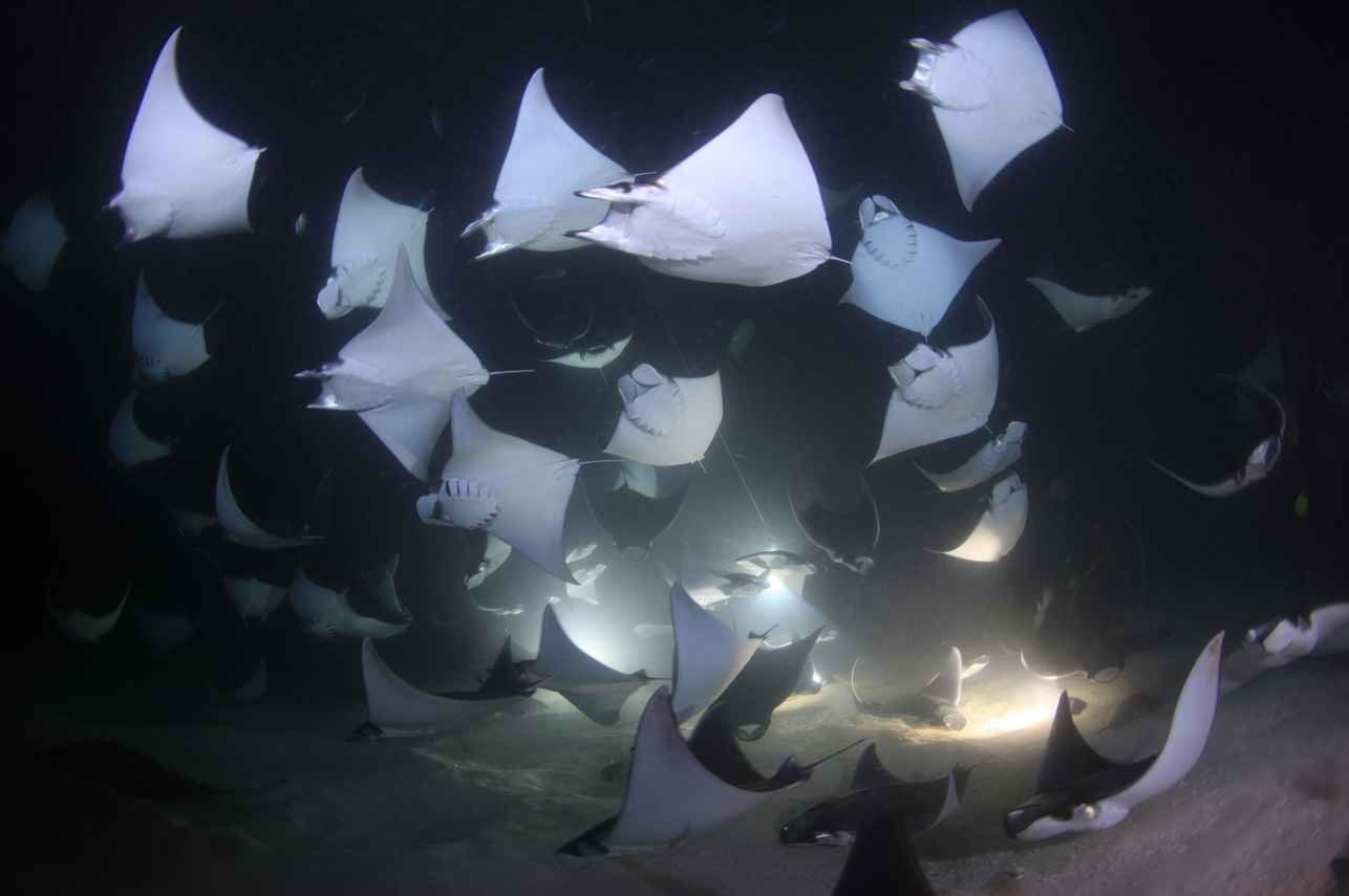 Night Mobula - Sea of Cortez