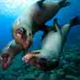 Sea Lion - Sea of Cortez
