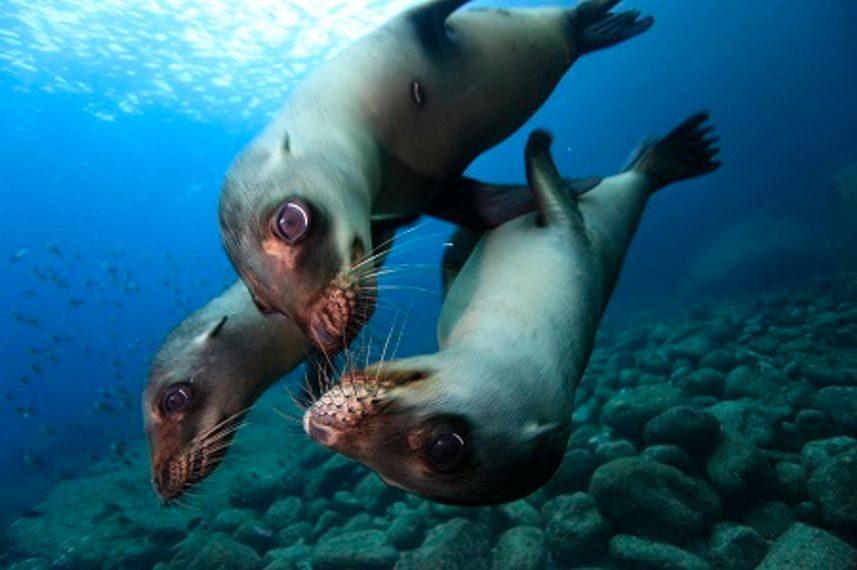 Sea Lion - Sea of Cortez