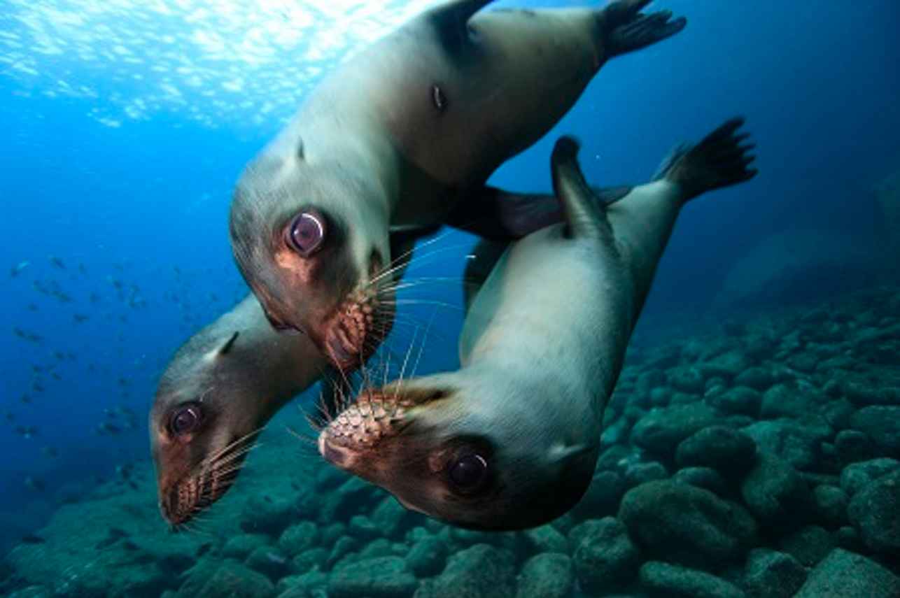 Sea Lion - Sea of Cortez