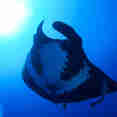 Manta Ray - Socorro